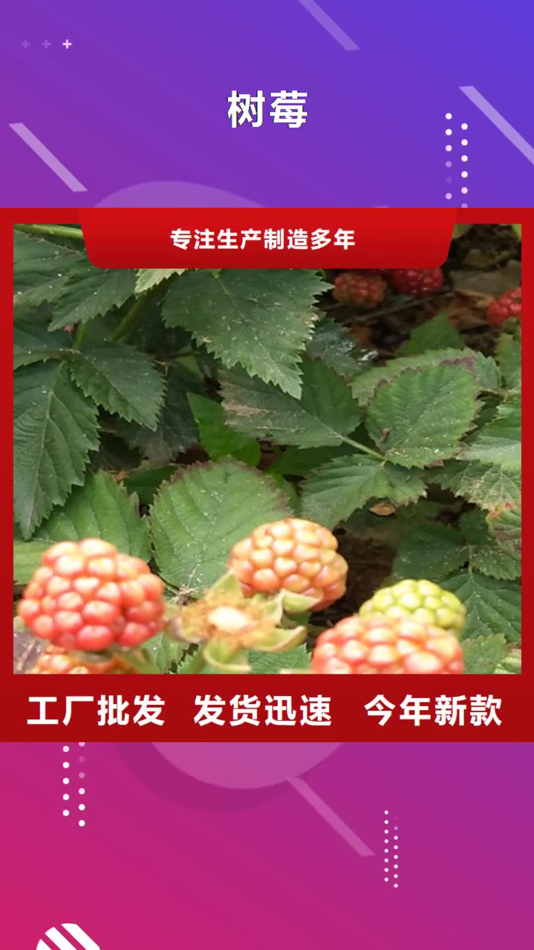 【泉州 树莓,梨树苗品牌专营】